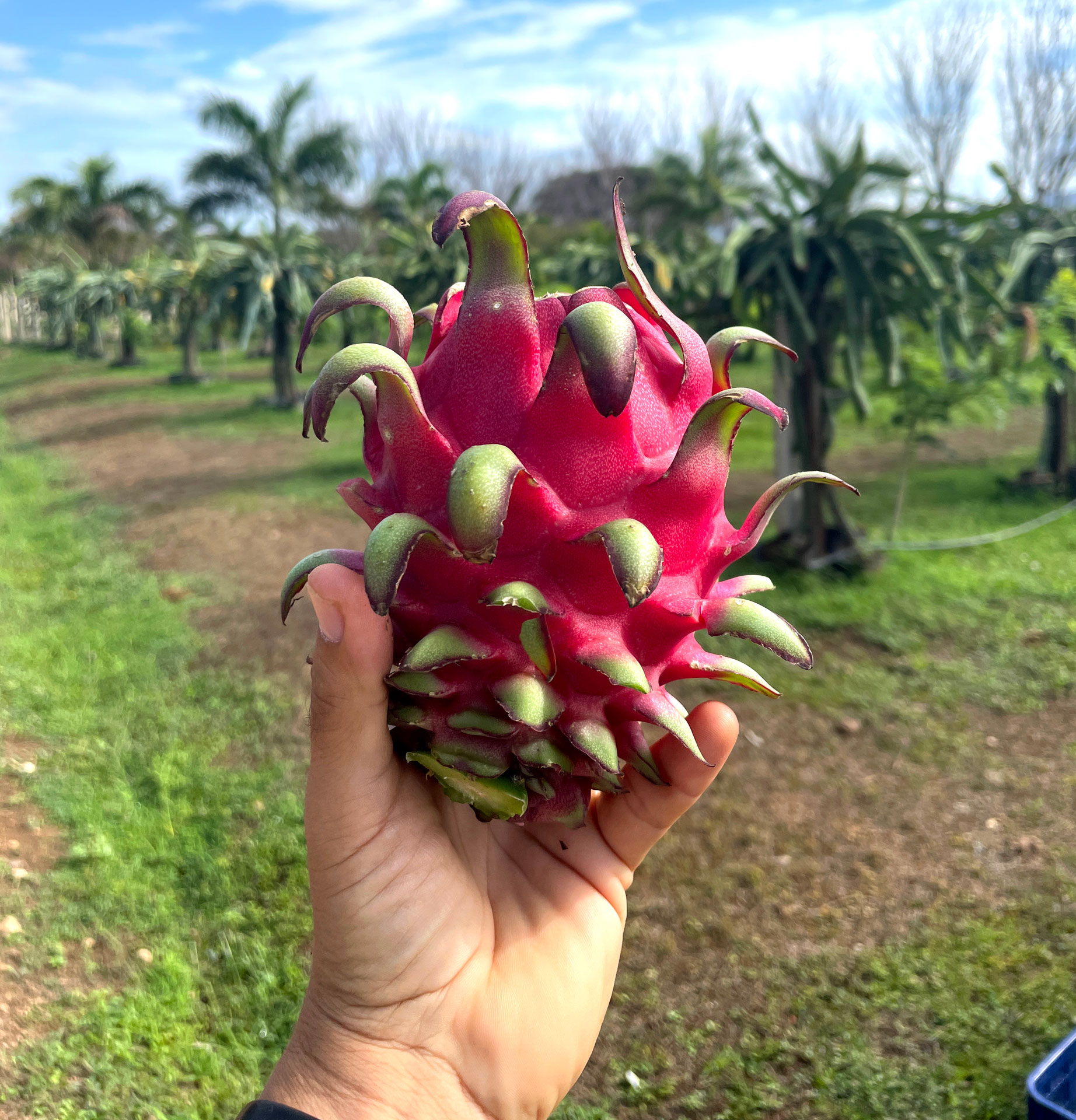 Pitahaya